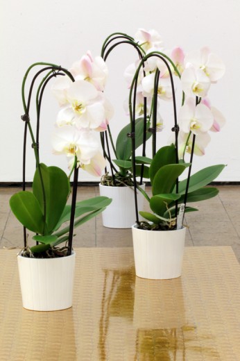 Laric Orchid group