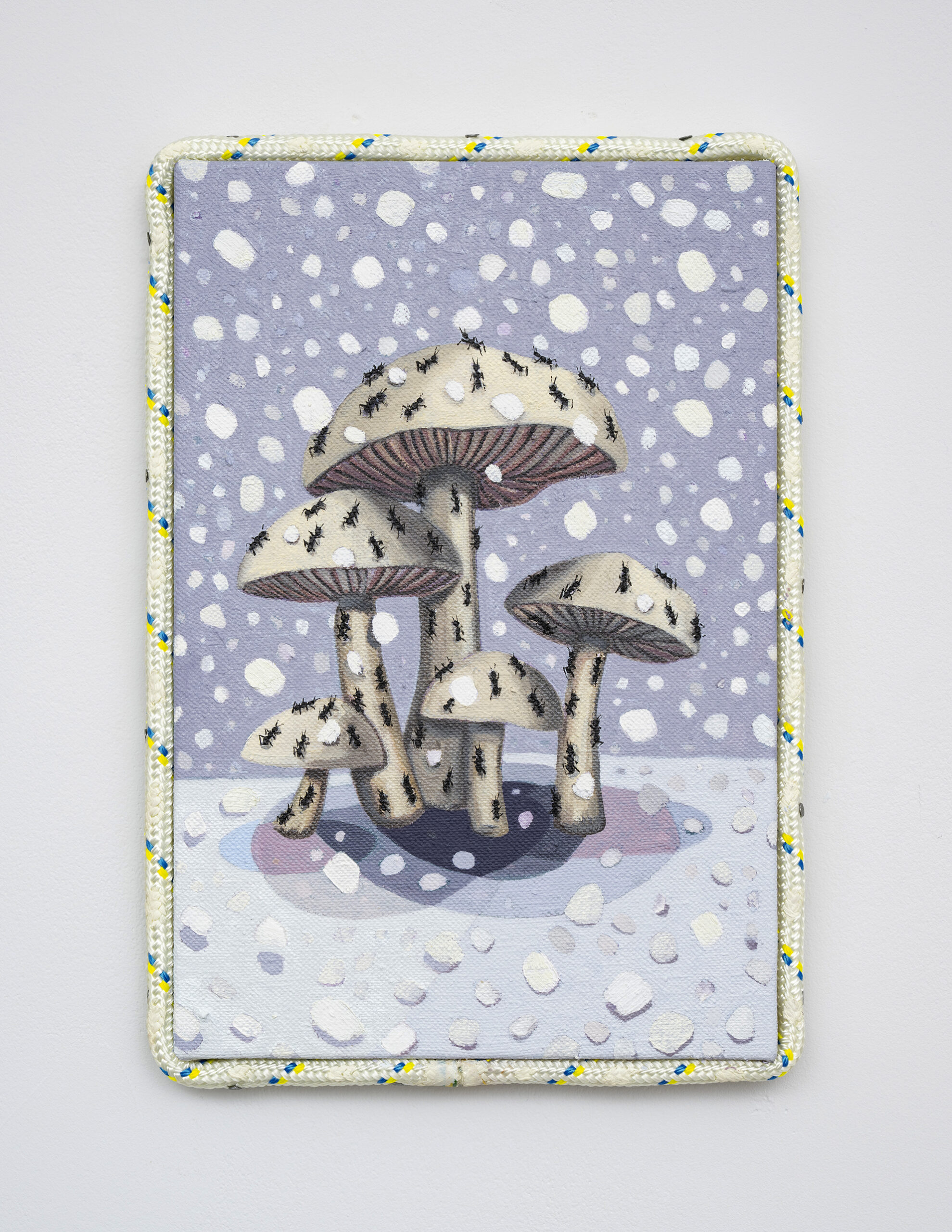 Dickon Drury – Ants on Mushrooms in the Snow